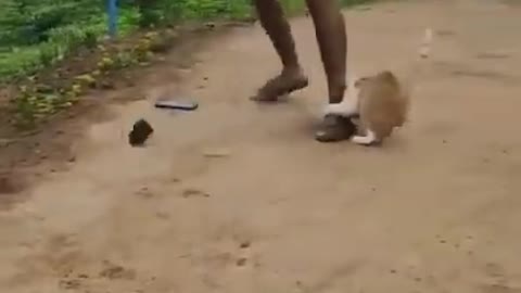 cat funny videos 😸😹 funny moments _ comedy videos