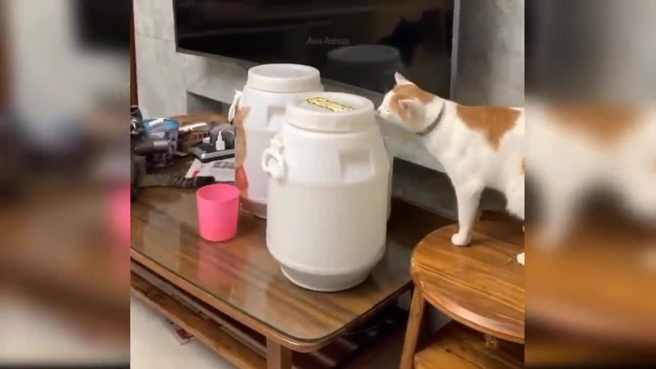 Funny animals video. Cat funny video.