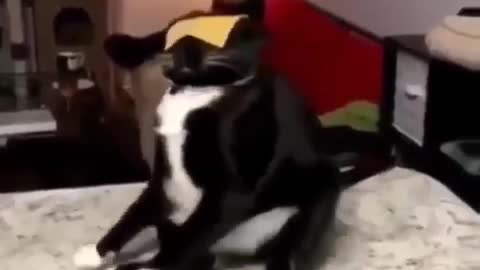 cute cat1
