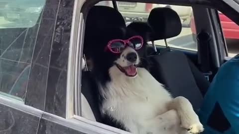 Best Funny Dogs Video -EP (33)