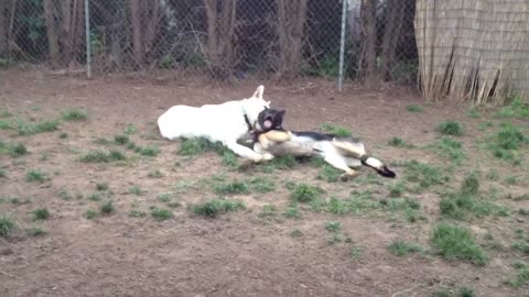 Fiona & Django & Murray Part IV