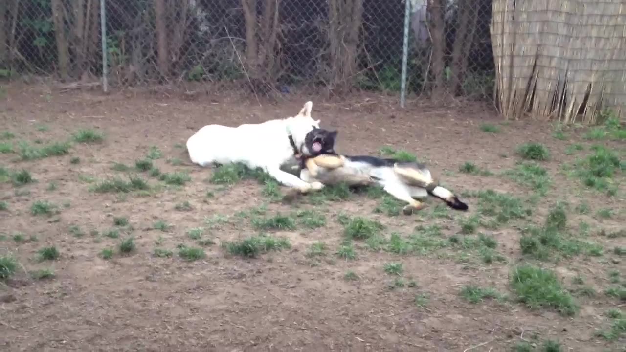 Fiona & Django & Murray Part IV