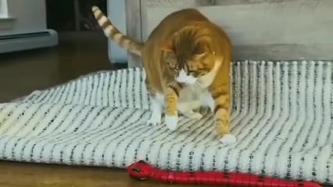 Animal video funny