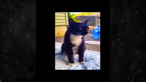 Funny video|entertainment video|funny animals video| try not to laugh