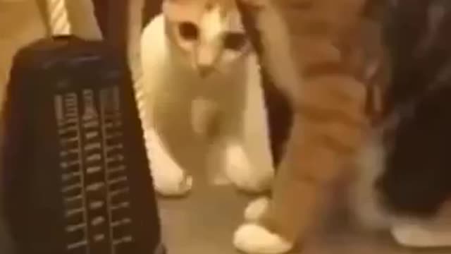 Are You Boring These Funny CATS are the best solution - Funniest Cat Videos