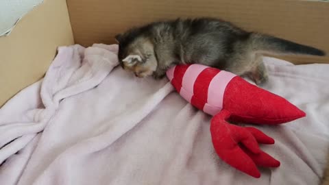 3 baby kittens are too free