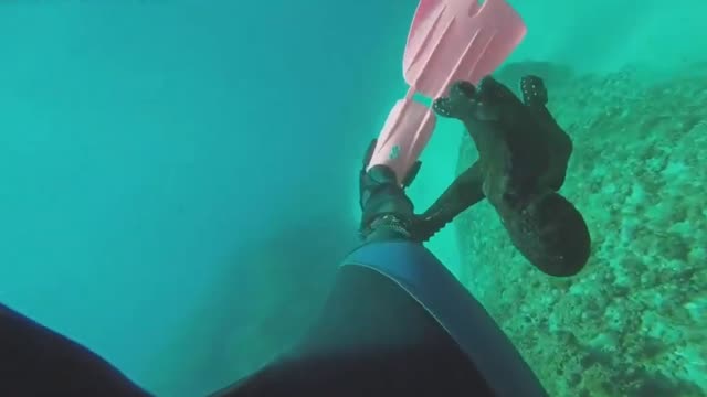 Clingy octopus found his new best friend