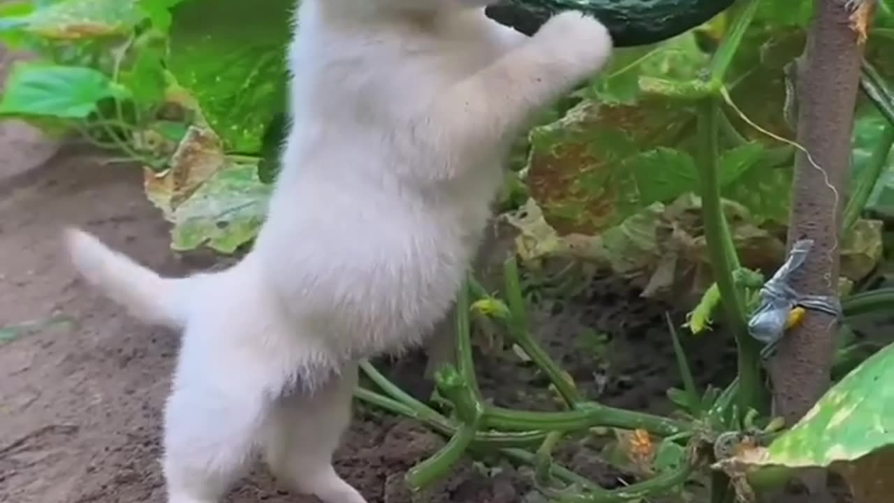 Puppy eats delicious melon - follow me