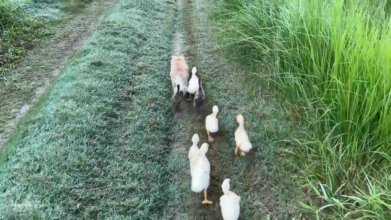 The kitten is so awesome that he tamed a group of ducklings!The duckling has grown up again