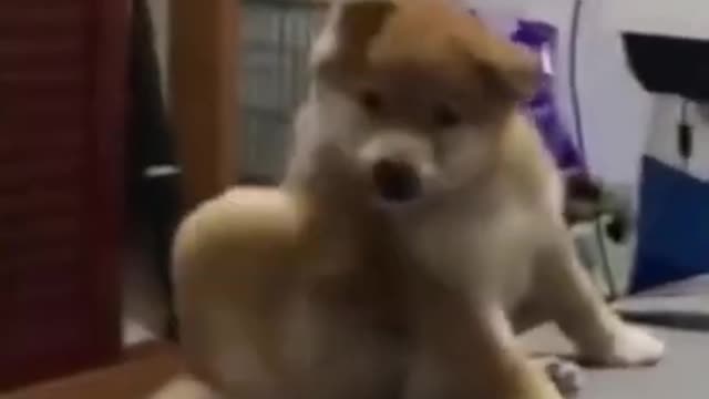 Dog funny video, Dog comedy video. Amazing Dog funny video