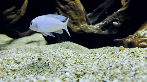 Animal Fishes In Pure Underwater