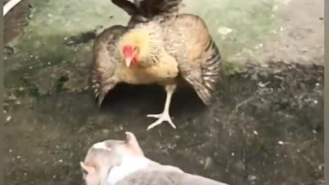 Dog vs chicken 🐓