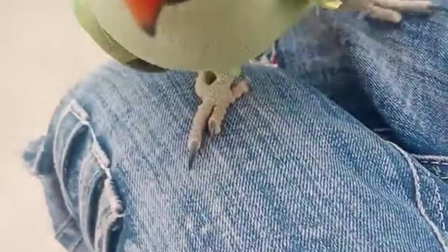 Smart Parrot Talking 😊 || Parrot Lover