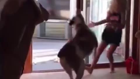 Funny animals Reaction .