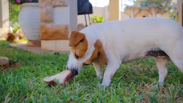 Cute dog |Funny dog | naughty dog |dog training | trending