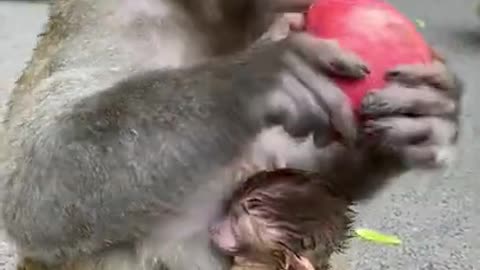 Cute Monkey China & Funny Love monkey| Animals Love #Short