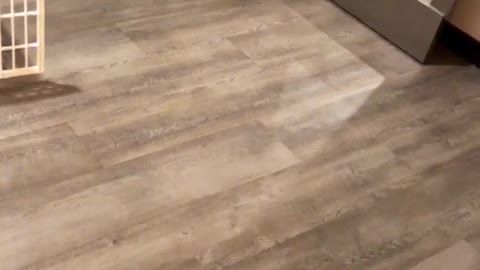 Small brown dog runs through tube to get orange toy