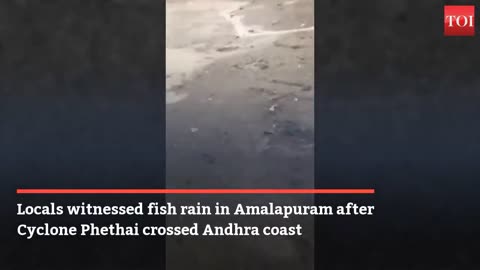 fish raining