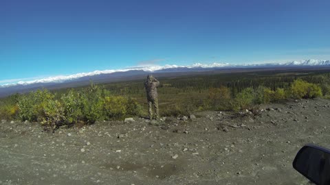 Alaska caribou hunt GMU13 2021 - Road hunting the Denali highway