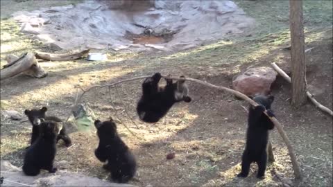 Baby Bear Cubs in action