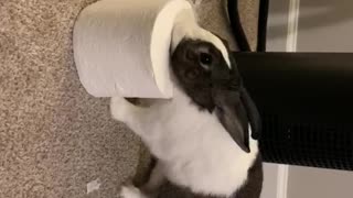 Rosa The Rabbit- Destroying TP