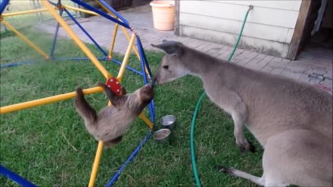 cute cute baby sloths