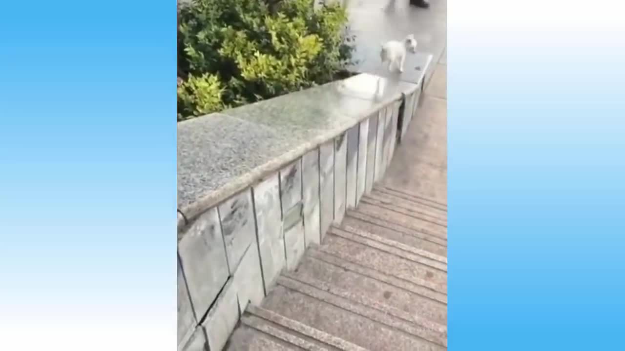 Cute Pets And Funny Animals Compilation Pets Garden