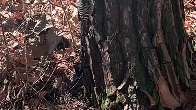 Video of a South Korean woodpecker pecking a tree