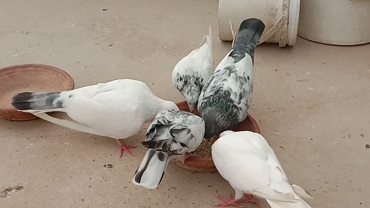 My pigeon