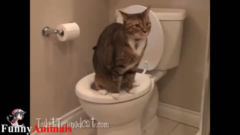 Cat training: Amazing! Cats using toilet compilation