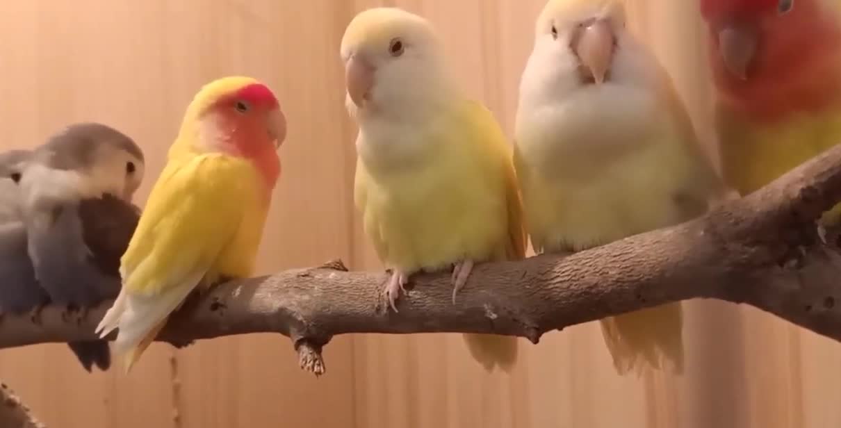 Love bird amazing Watch 🦜🐦