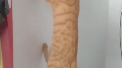 My cat is very noughty..