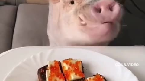 This pig is absolutely a human