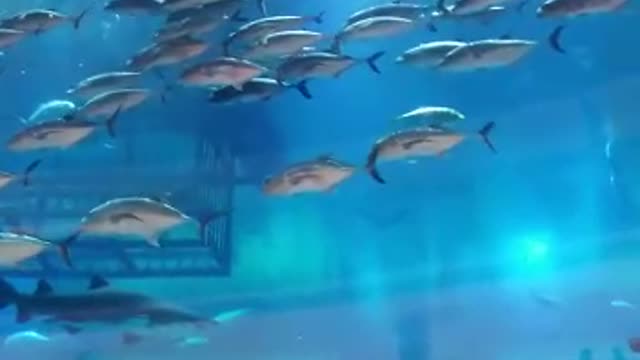 Dubai world biggest aquarium