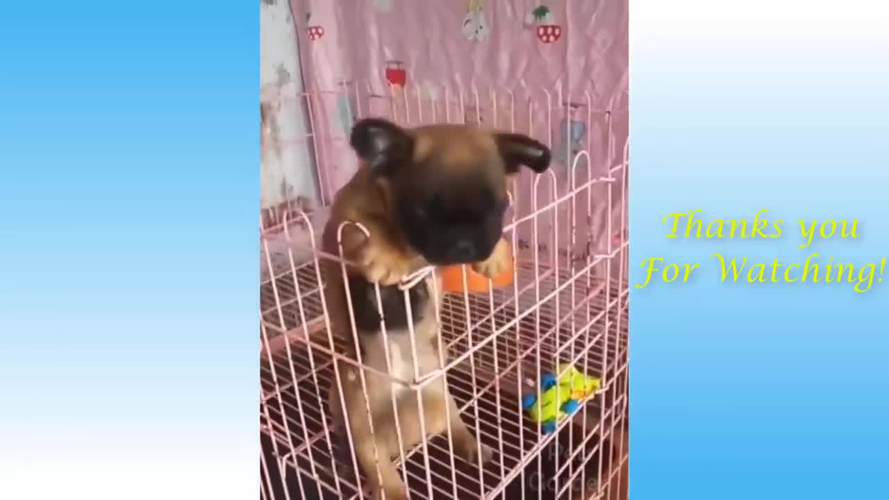 Cute Pets And Funny Animals Compilation#16