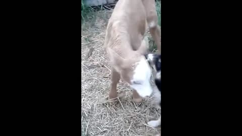 Funny Animals and Babies, Funny Cats and Dogs, Puppy Kittens, Dog and Calf