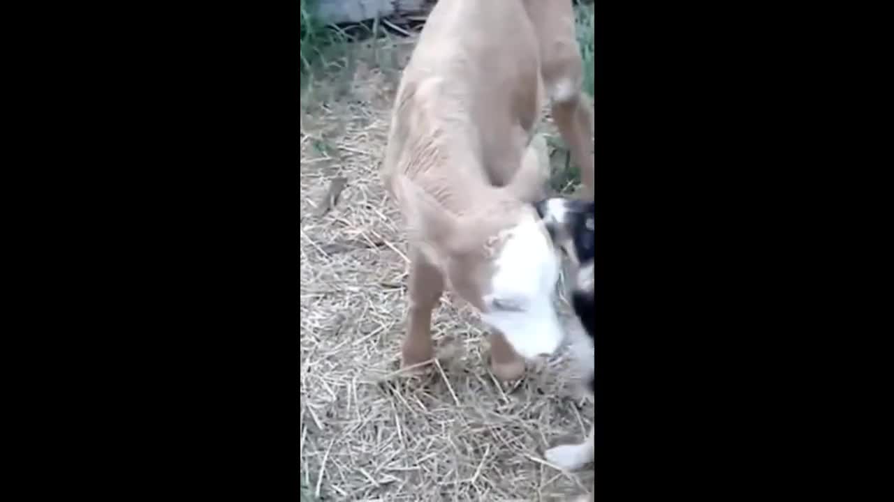 Funny Animals and Babies, Funny Cats and Dogs, Puppy Kittens, Dog and Calf