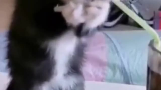 cute cat funny moments