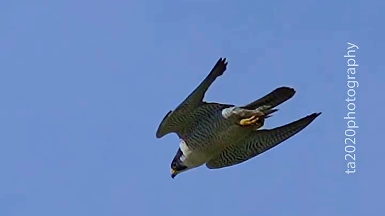 Very fast flying