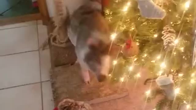 Ark of Grace...Noble The Mini Pig Gone Wild!!! FUNNY!!