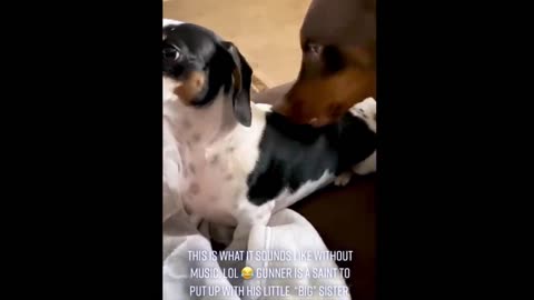 Funny dogs and cats