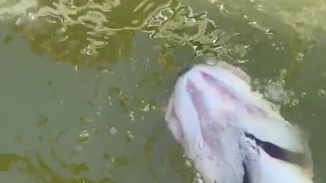 Releasing fish