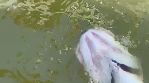 Releasing fish