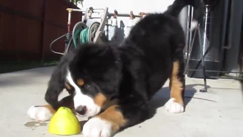 Dog playing with lemon