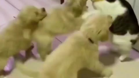 Dog and cat playing