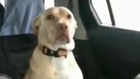 Serious Dog Goes Home