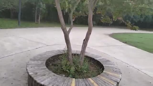 a large potted plant