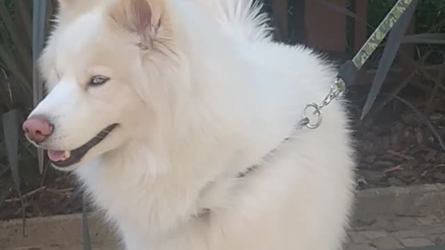 Dog white beautiful