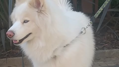 Dog white beautiful