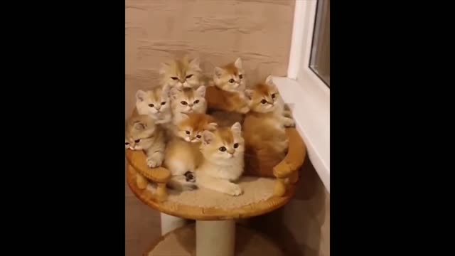 Cutest animals video #1 Compilation cute moment of the animals